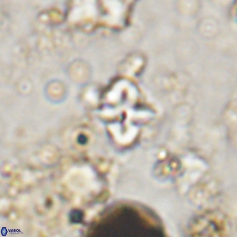 Micula vekshinae VR 21044