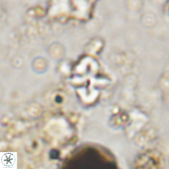 Micula vekshinae VR 21044
