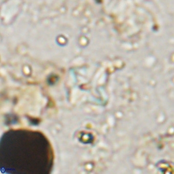 Micula vekshinae VR 21045
