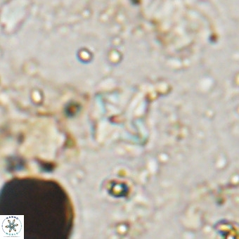 Micula vekshinae VR 21045