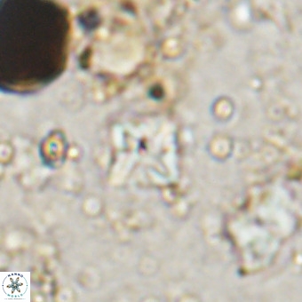 Micula vekshinae VR 21046