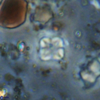 Micula vekshinae VR 21048
