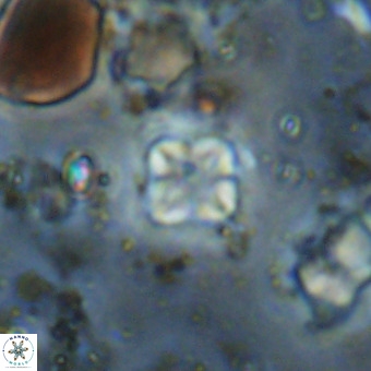 Micula vekshinae VR 21048