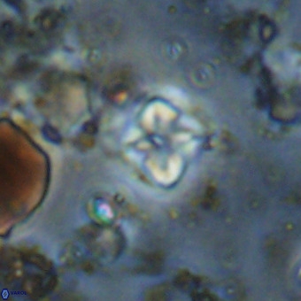 Micula vekshinae VR 21049