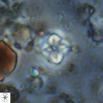 Micula vekshinae VR 21049