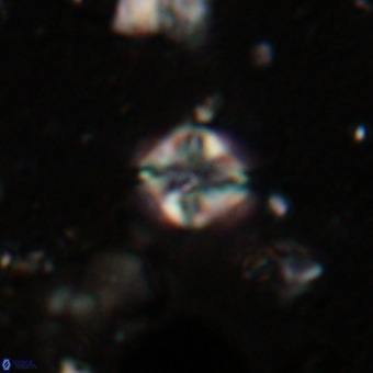 Micula vekshinae VR 21040