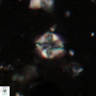 Micula vekshinae VR 21040