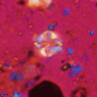 Micula vekshinae VR 21041