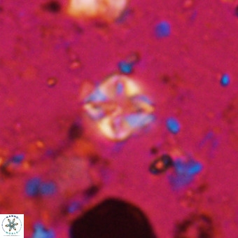 Micula vekshinae VR 21041
