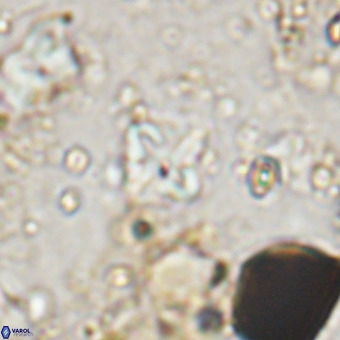 Micula vekshinae VR 21043