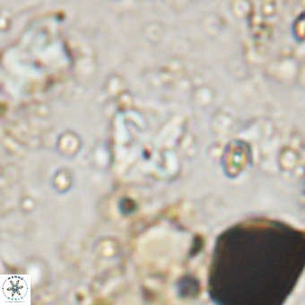 Micula vekshinae VR 21043