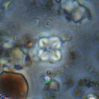 Micula vekshinae VR 21051