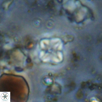 Micula vekshinae VR 21051