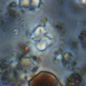 Micula vekshinae VR 21052