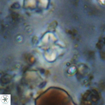 Micula vekshinae VR 21052