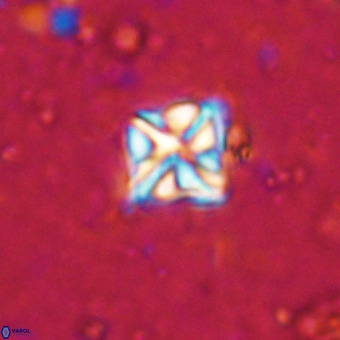 Micula vekshinae VR 21348
