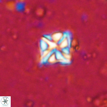 Micula vekshinae VR 21348
