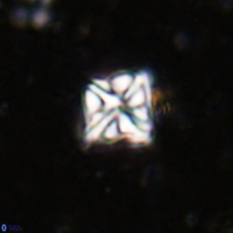 Micula vekshinae VR 21349