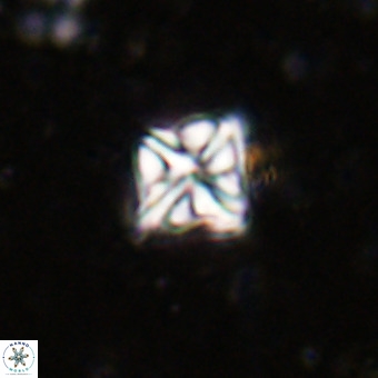 Micula vekshinae VR 21349