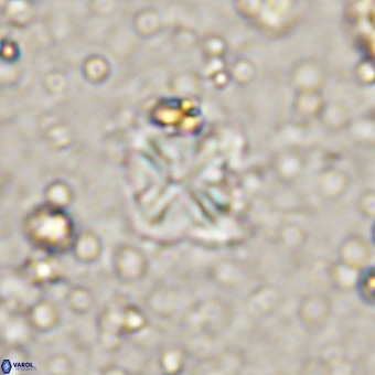 Micula vekshinae VR 21354