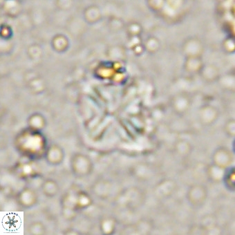 Micula vekshinae VR 21354