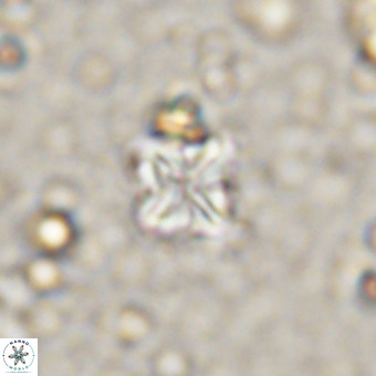Micula vekshinae VR 21356
