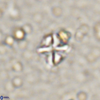Micula vekshinae VR 21358