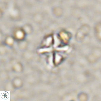 Micula vekshinae VR 21358