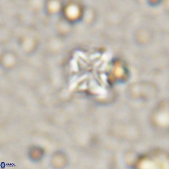 Micula vekshinae VR 21359