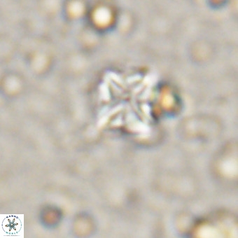 Micula vekshinae VR 21359
