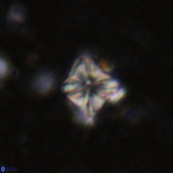 Micula vekshinae VR 21350