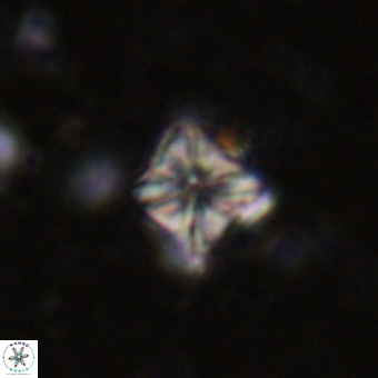 Micula vekshinae VR 21350