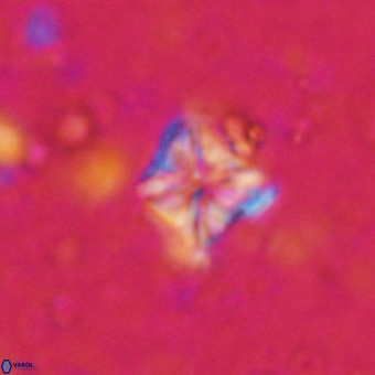 Micula vekshinae VR 21351