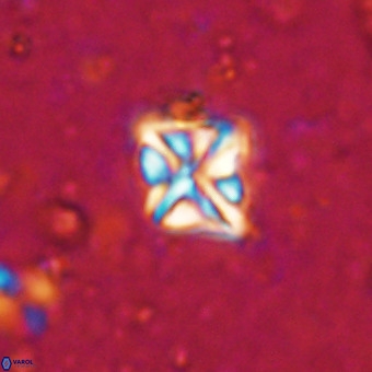 Micula vekshinae VR 21352