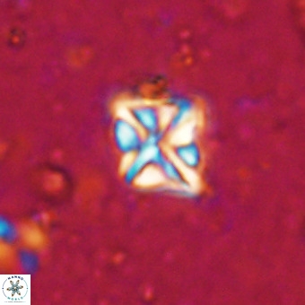 Micula vekshinae VR 21352