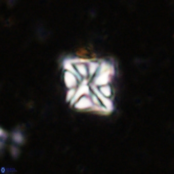 Micula vekshinae VR 21353