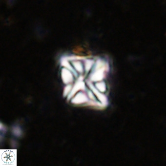 Micula vekshinae VR 21353