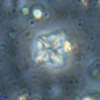 Micula vekshinae VR 21366