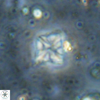 Micula vekshinae VR 21366