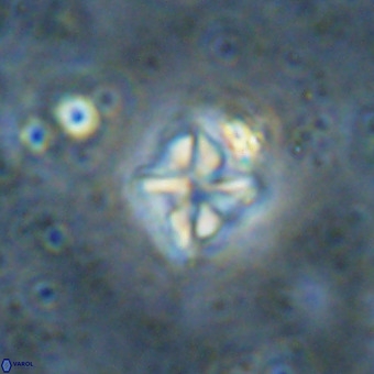 Micula vekshinae VR 21367