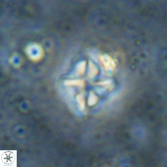 Micula vekshinae VR 21367