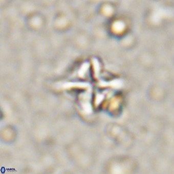 Micula vekshinae VR 21360