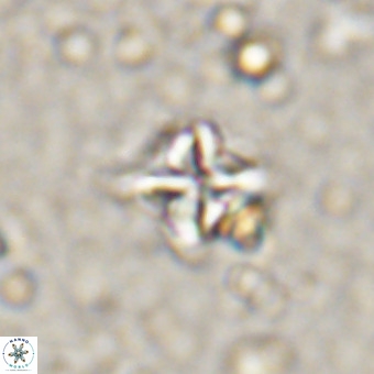 Micula vekshinae VR 21360