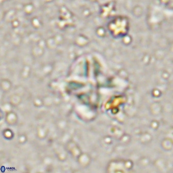 Micula vekshinae VR 21361