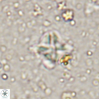Micula vekshinae VR 21361