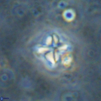 Micula vekshinae VR 21363