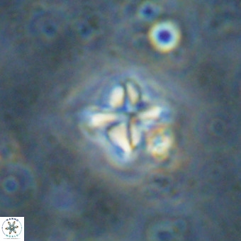 Micula vekshinae VR 21363