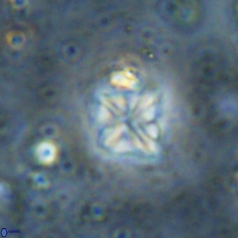 Micula vekshinae VR 21371