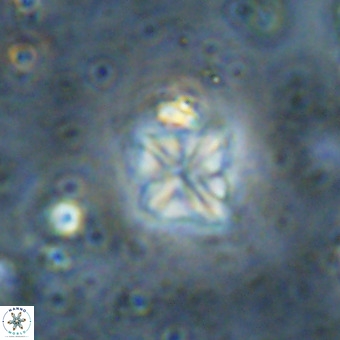 Micula vekshinae VR 21371