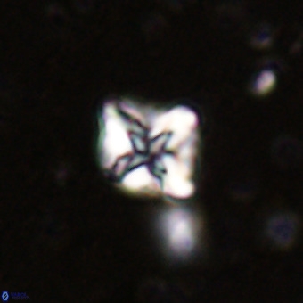 Micula vekshinae VR 21507